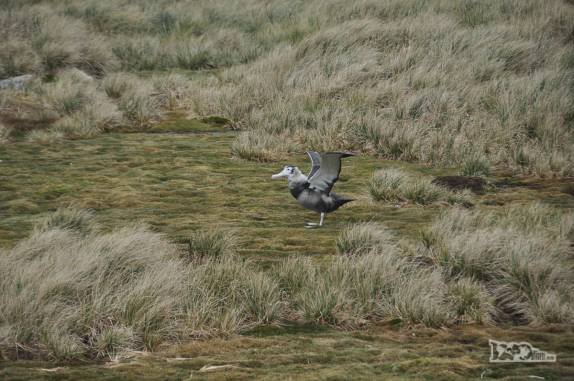 Um Southern Royal Albatross aproveita o vento para praticar aulas de voo, em Prion Island, na Geórgia do Sul